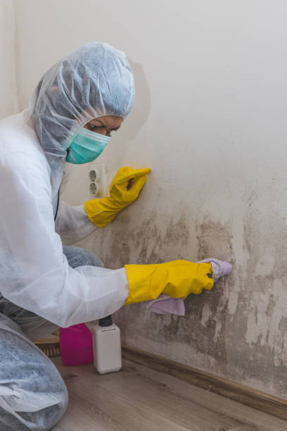 Best Forensic Mold Investigation  in Burley, ID