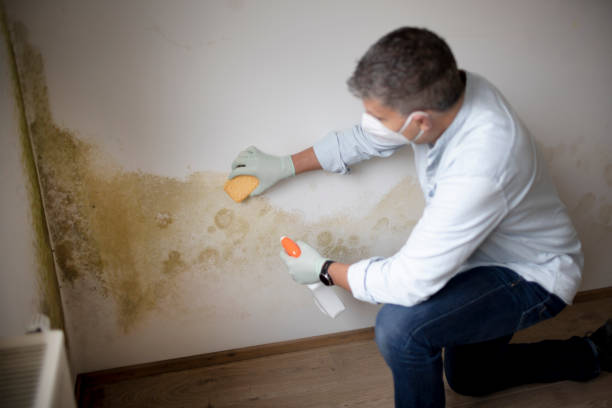 Best Crawl Space Mold Remediation  in Burley, ID